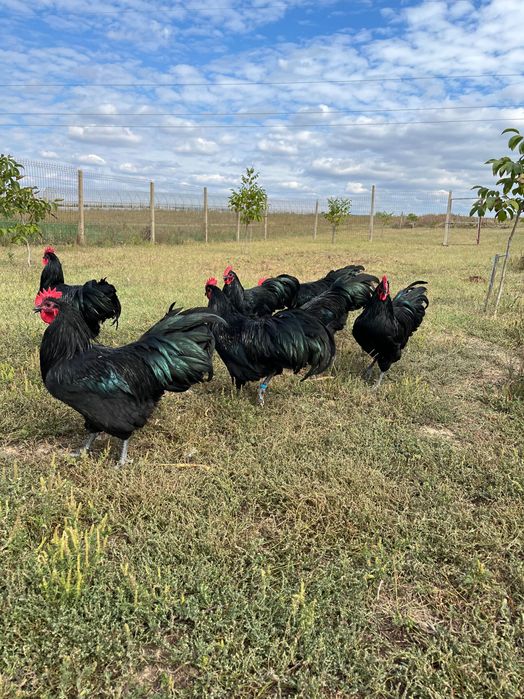 Cocoși australorp negru 2025