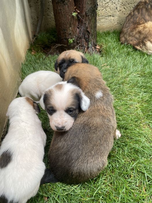 Spre Adoptie, 6 pui frumosi