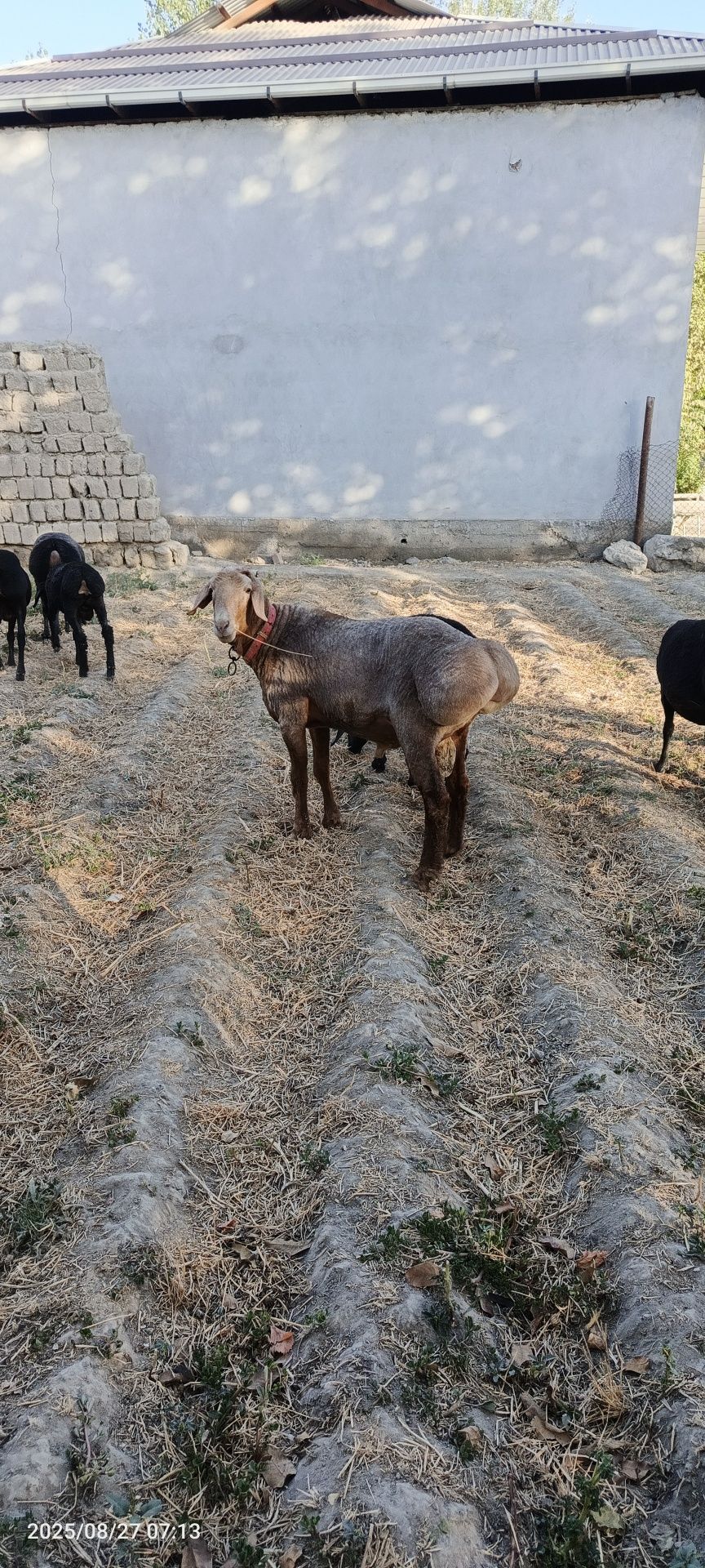 Arashan qochqor sotiladi 2 tish