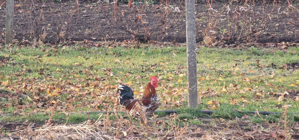 Vand cocosi americani