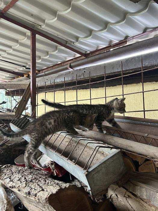 Donez pisica (2 pisicute)