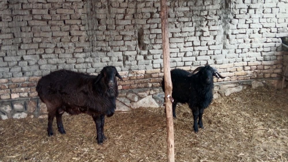 Yosh Qòylar sotiladi