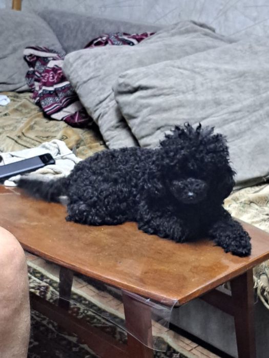 Готовятся к продаже щенки карликого пуделя