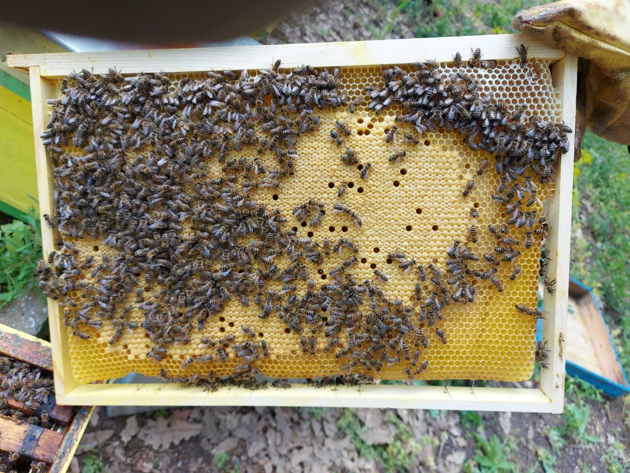 Пчелни семейства /отводки/ 2024
