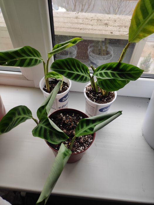 Калатея ЗЕБРИНА красота в вашем интерьере