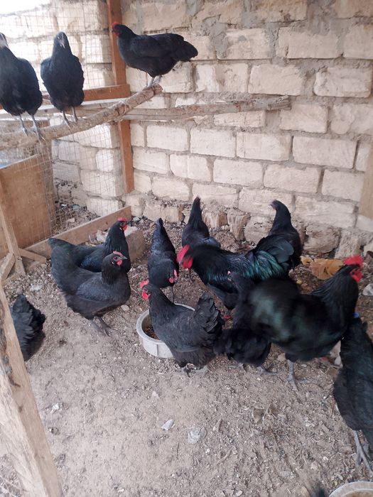 Австролорп жұмыртқасын сатамын