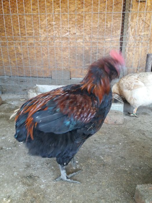 Vind gaini si bibilici