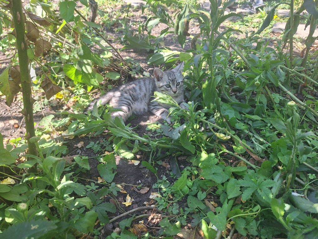 Подарявам котета