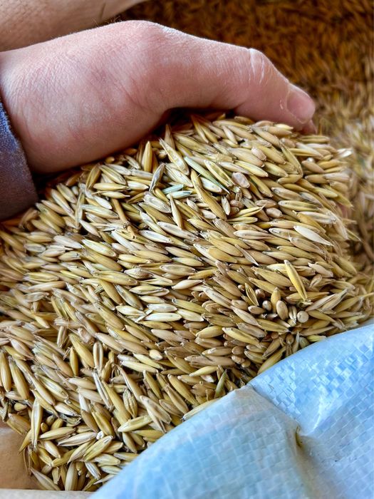 Овес оптом в мешках 30кг от 1 тонны