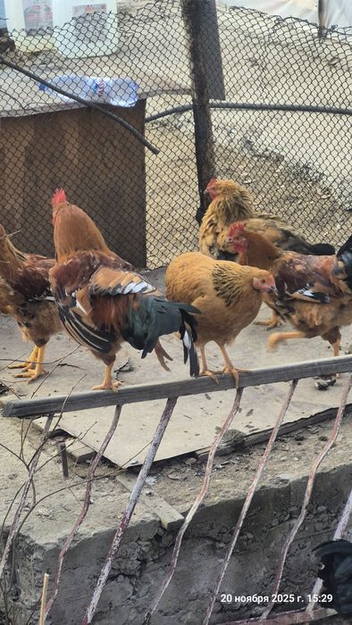 Тауқтар удікі тірі,  қуры домашние живые