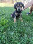 Ofer spre adoptie 4 catelusi foarte dragalasi !