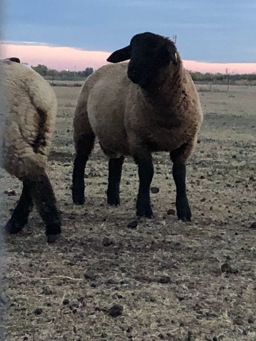 Berbec Suffolk cu certificat de origine