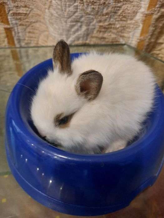 Декоративный кролик. Белый