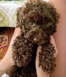 Pudel caniche talie mica