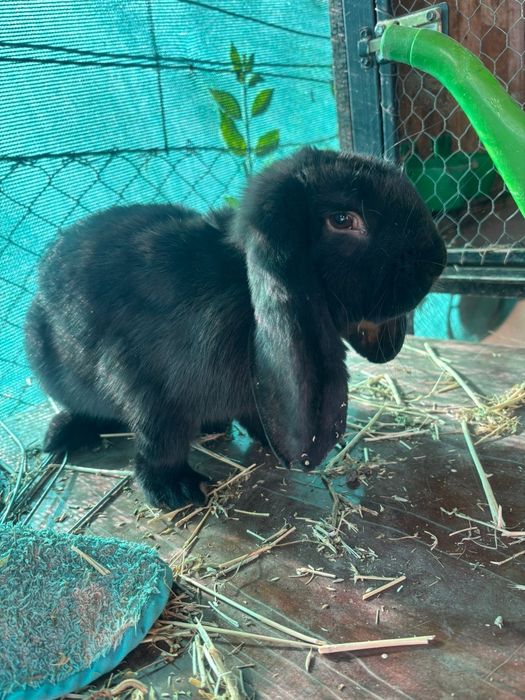 Vand iepurași berbec german