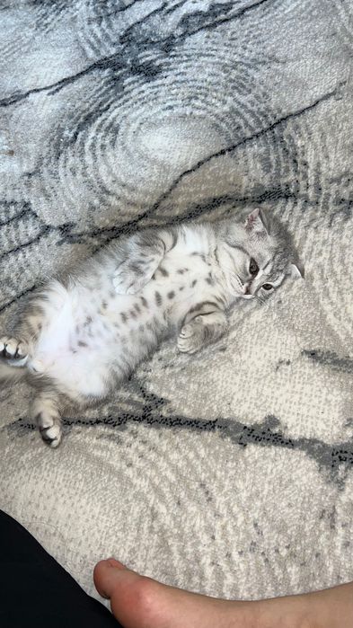 Шотландская вислоухая кошка Scottish Fold