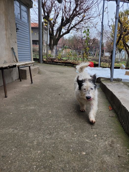 Подарявам кученце