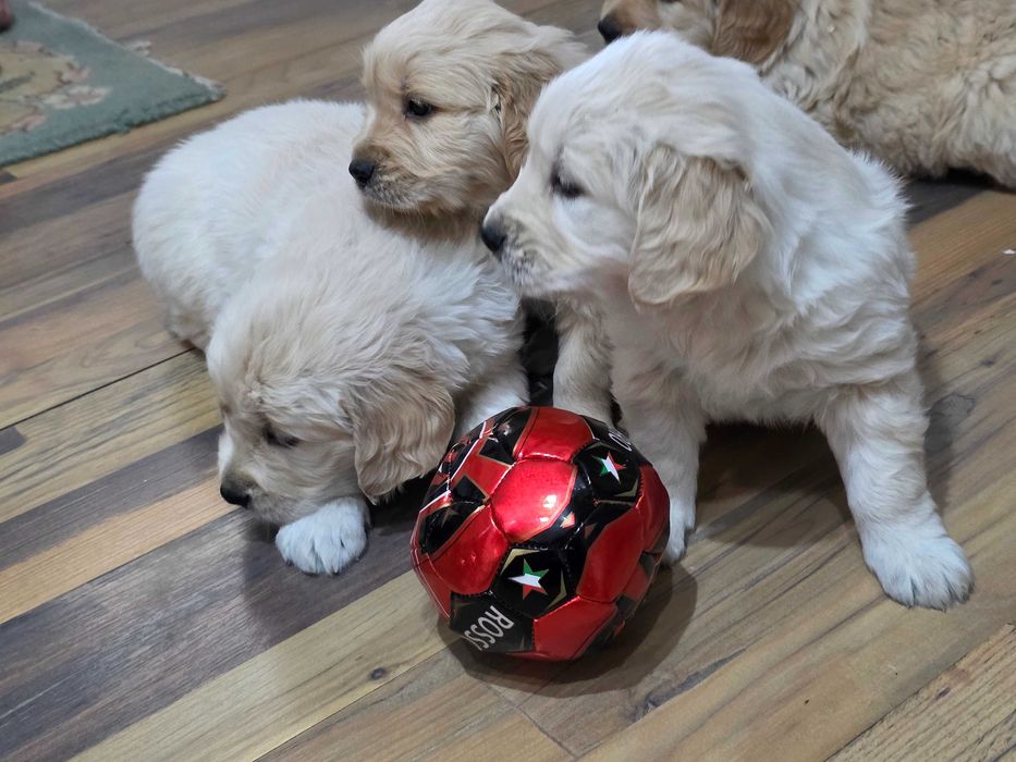 Голдън ретривър бебета