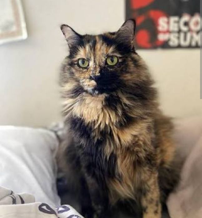 Zotli juddayam aqilli mushuk sotiladi