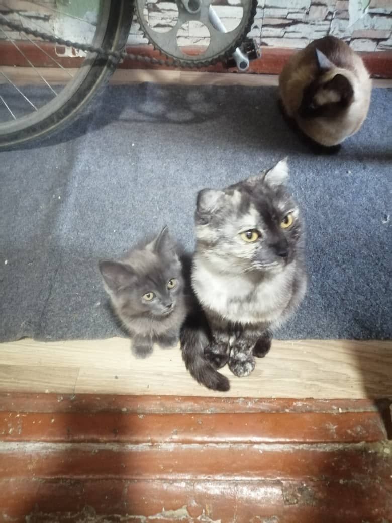 Продаётся котёнок