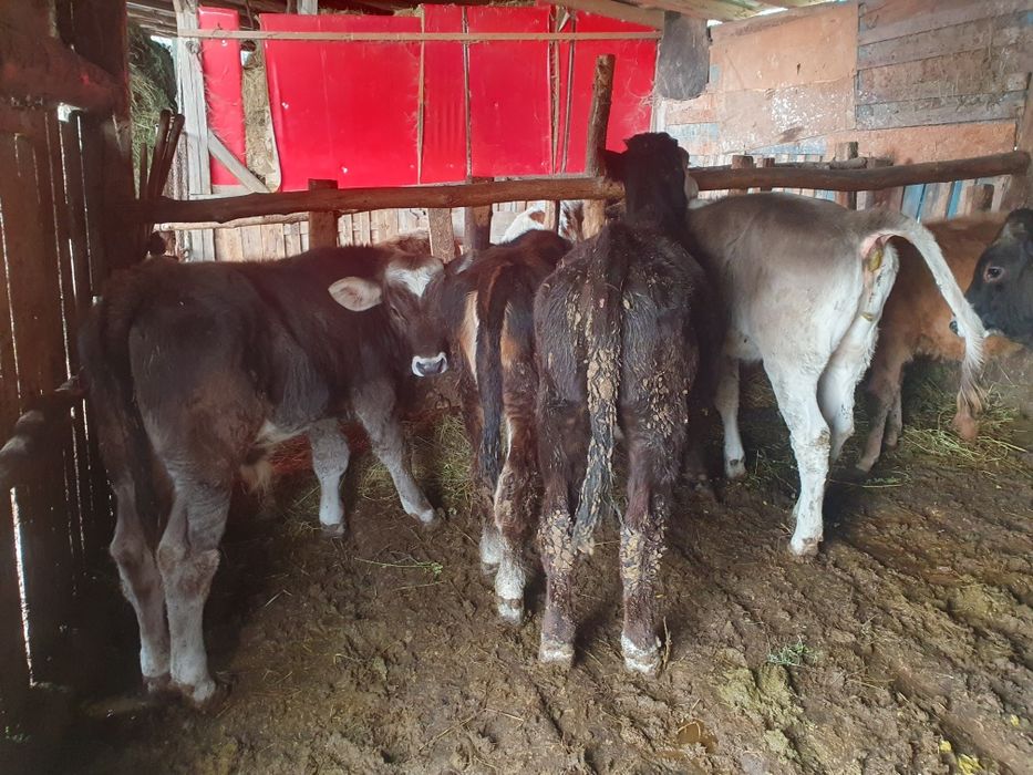Vand 4 vitele si 2 taurasi