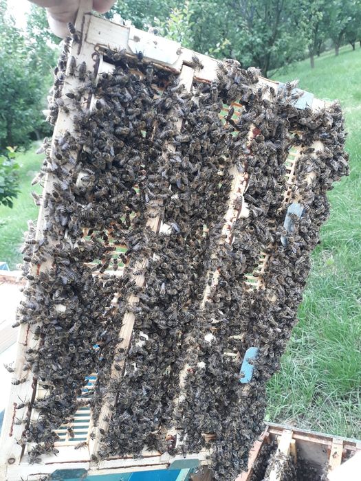 Vand miere en gross poliflora