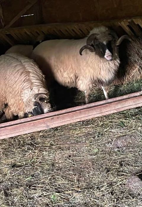 Vând șase oi bune de ținut