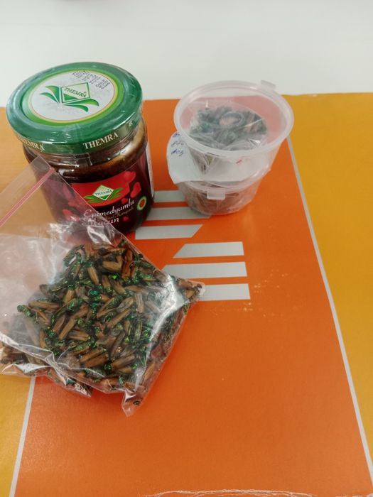 Алтын коныз Майски жук золотой