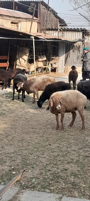 Бугоз куйлар сотилади