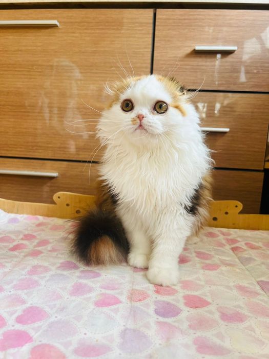 Красивая, породная хайленд фолд!