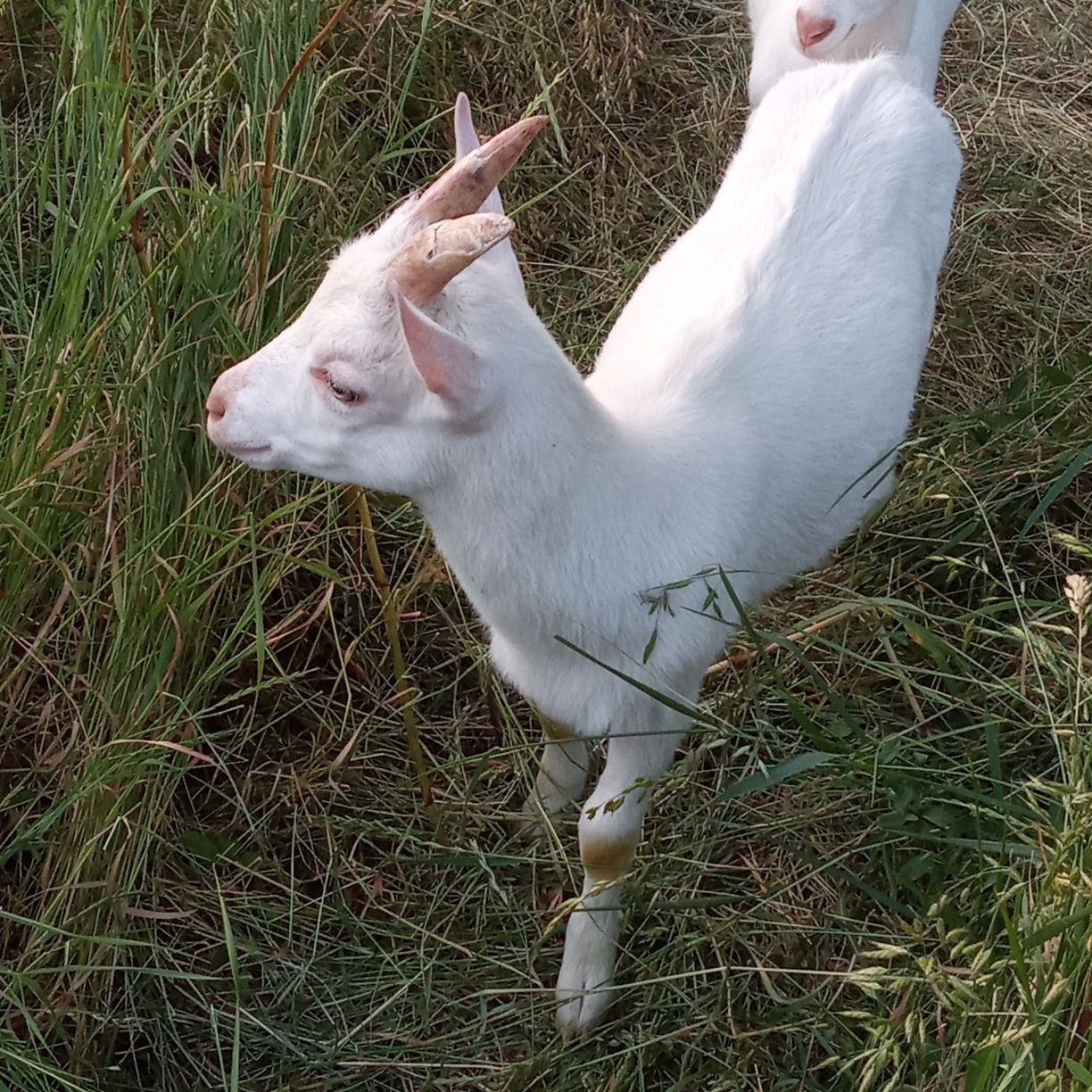 Vînd sau schimb cu mielută țăpișor sanen
