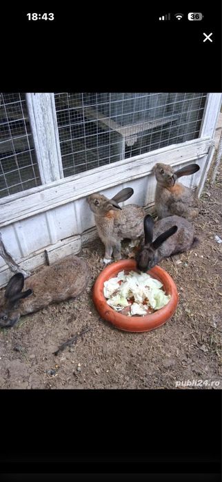 Iepuri.Gaini de rasa, pauni,cocosi albi, gaini tara, oua pt incubat