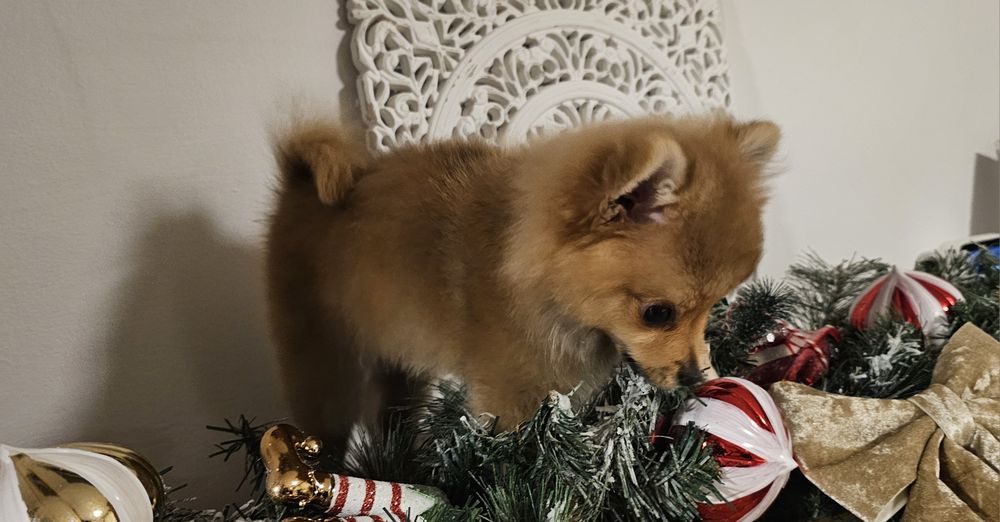 Pomeranian  miny