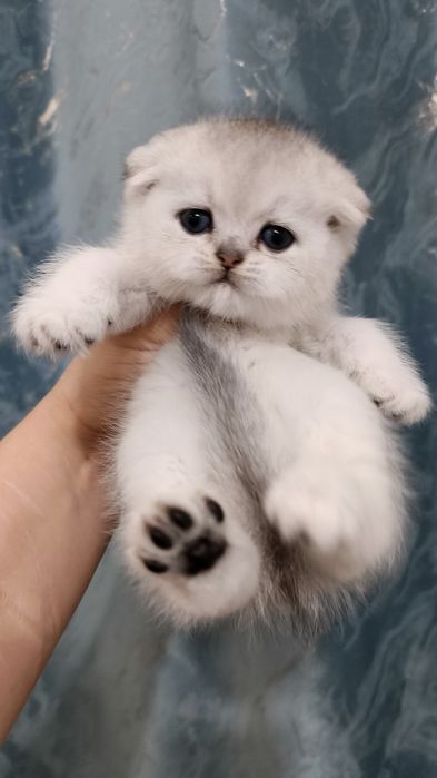 Продаётся чистокровный шотландский котёнок скоттиш-фолд