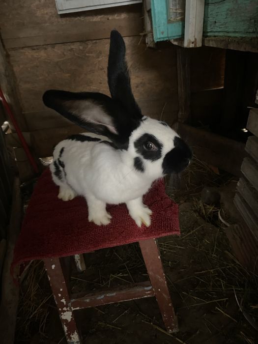 Pui fluture in varsta de 6 luni