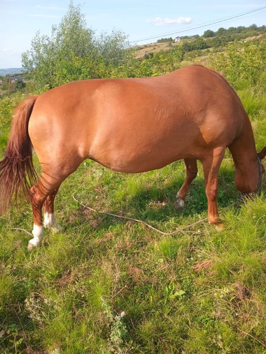 Iapă de vânzare cuminte