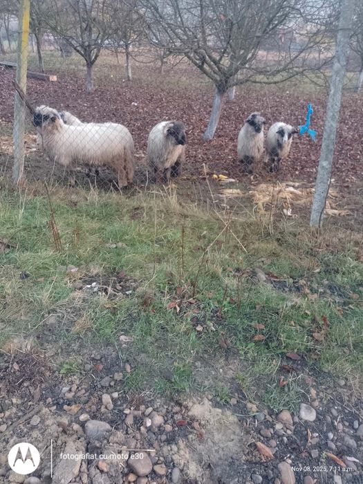 Vând 4 mile tinere și un berbec
