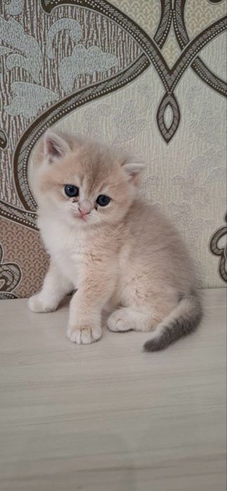 Британские котята шиншиллы