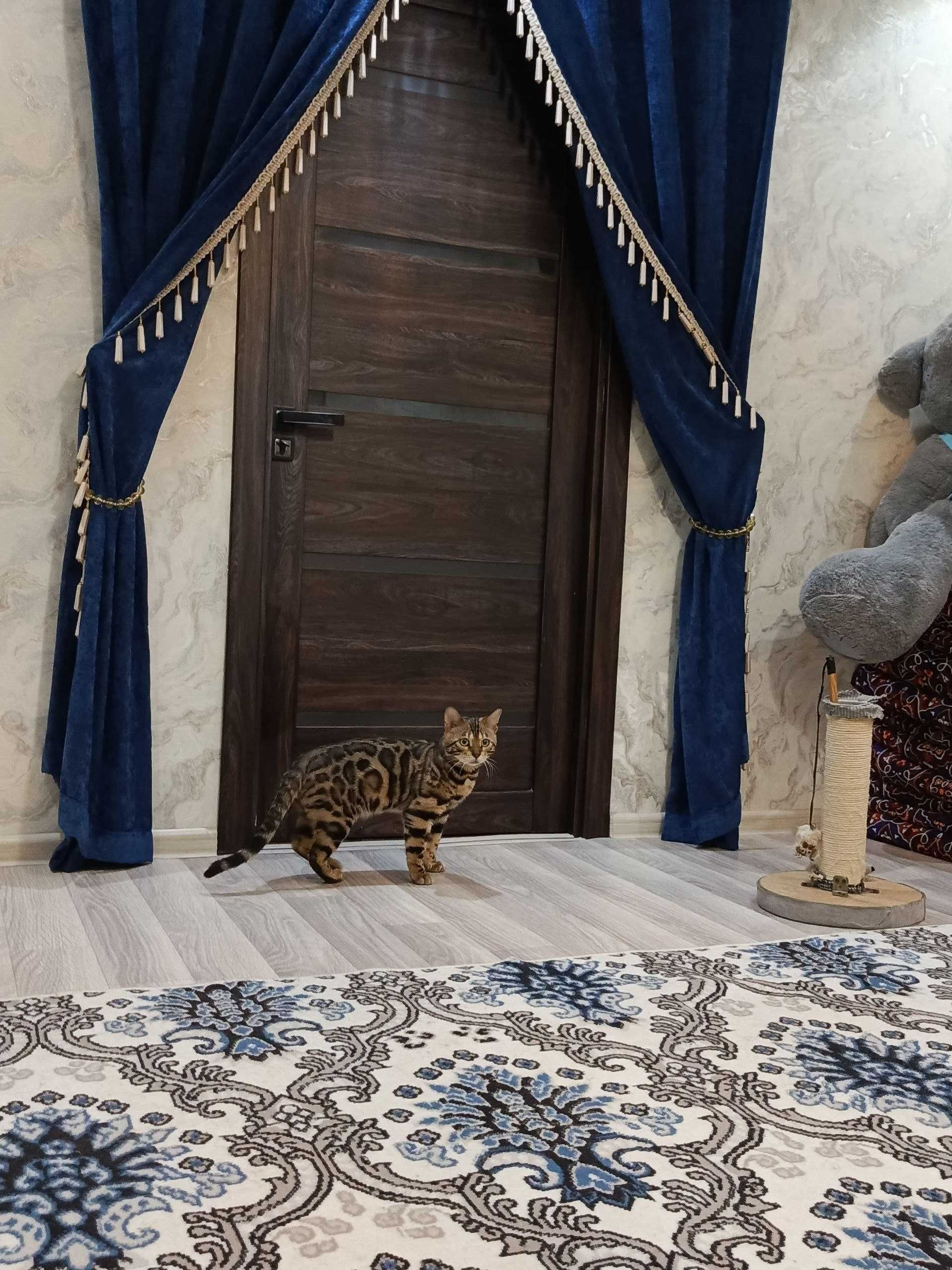 VIYASKAGA BENGAL‼️.                       ВИЯСКУ БЕНГАЛ‼️