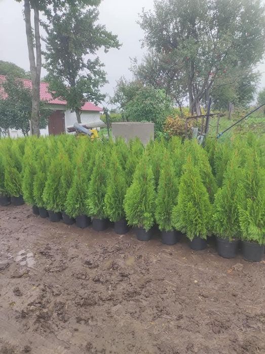 Tuia smaragd  cel maimic preț de pe piața