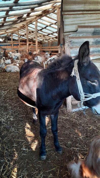 Vand magar invatat intre animale si la caruta