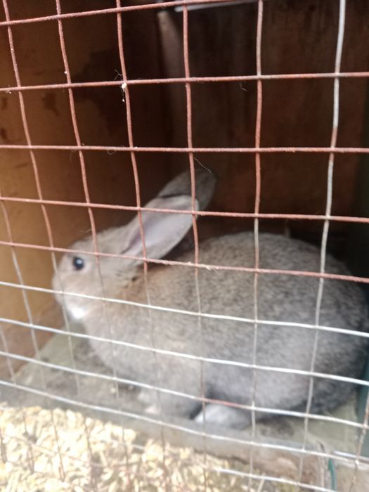 Srochna Quyon sotiladi