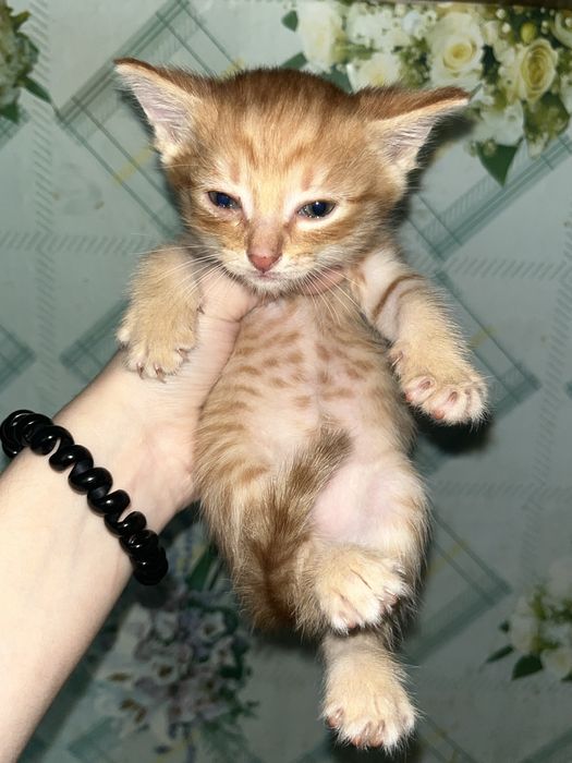 Отдам котенка в хорошие руки