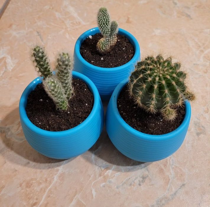 Продам цветы комнатные: звоните