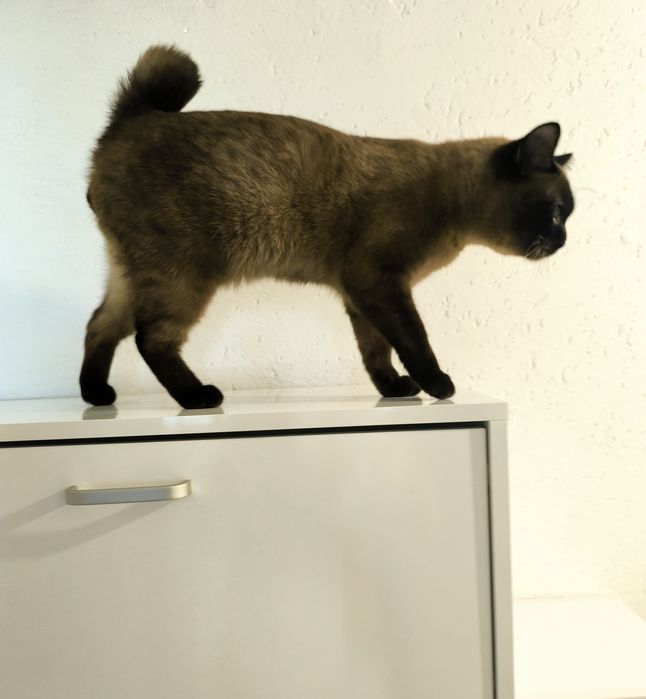 Котета  порода Тойбоб