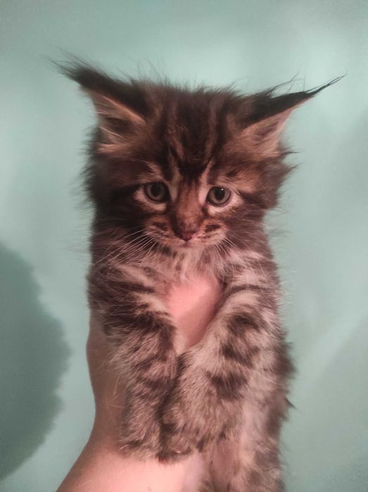 Мейн Куун котенца