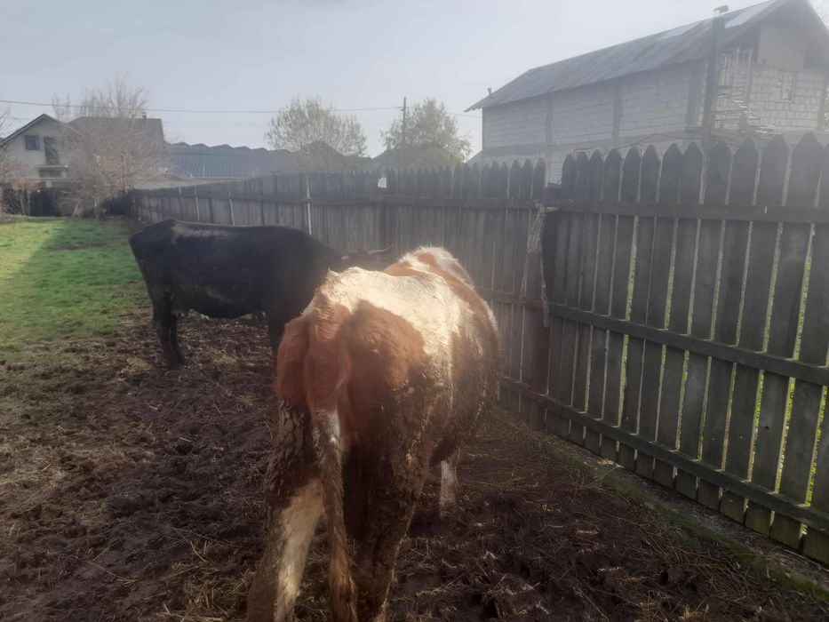 Vacă gestantă de vânzare