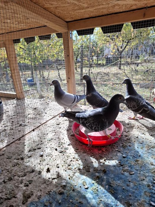 Voiajori pui 2025 si maturi