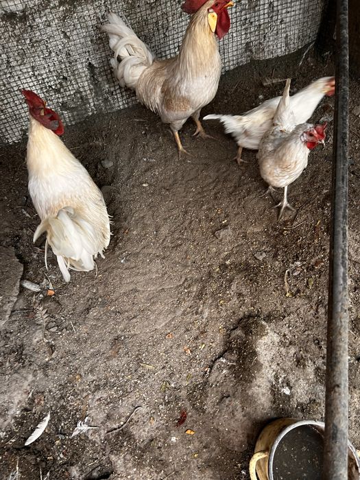 продается молодые петухи и куры