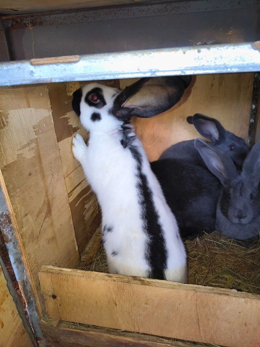 Fluture german de vânzare